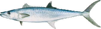 Cartoon Mackerel Fish